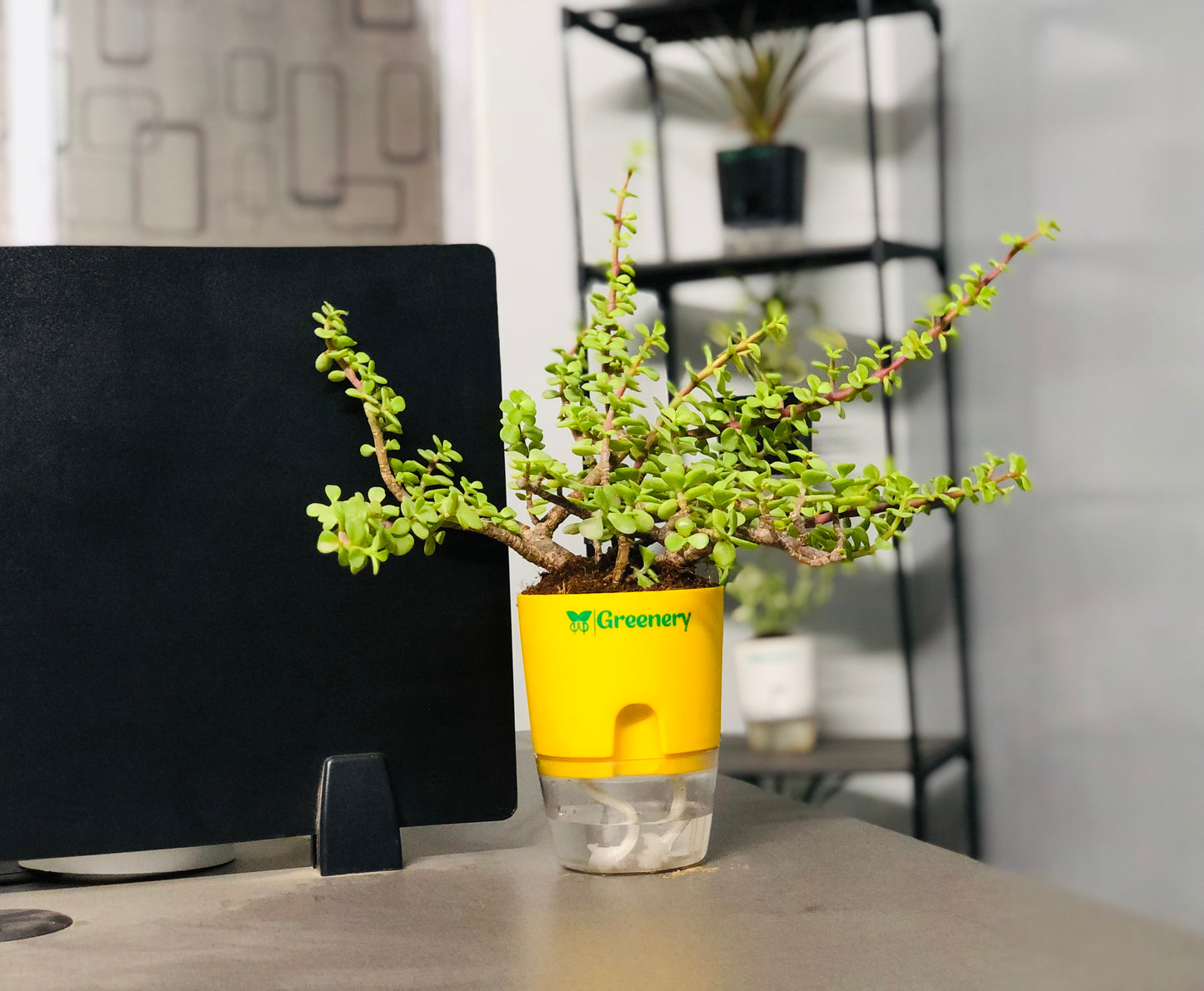 Jade Plant With Self Watering Pot: Lucky Plant