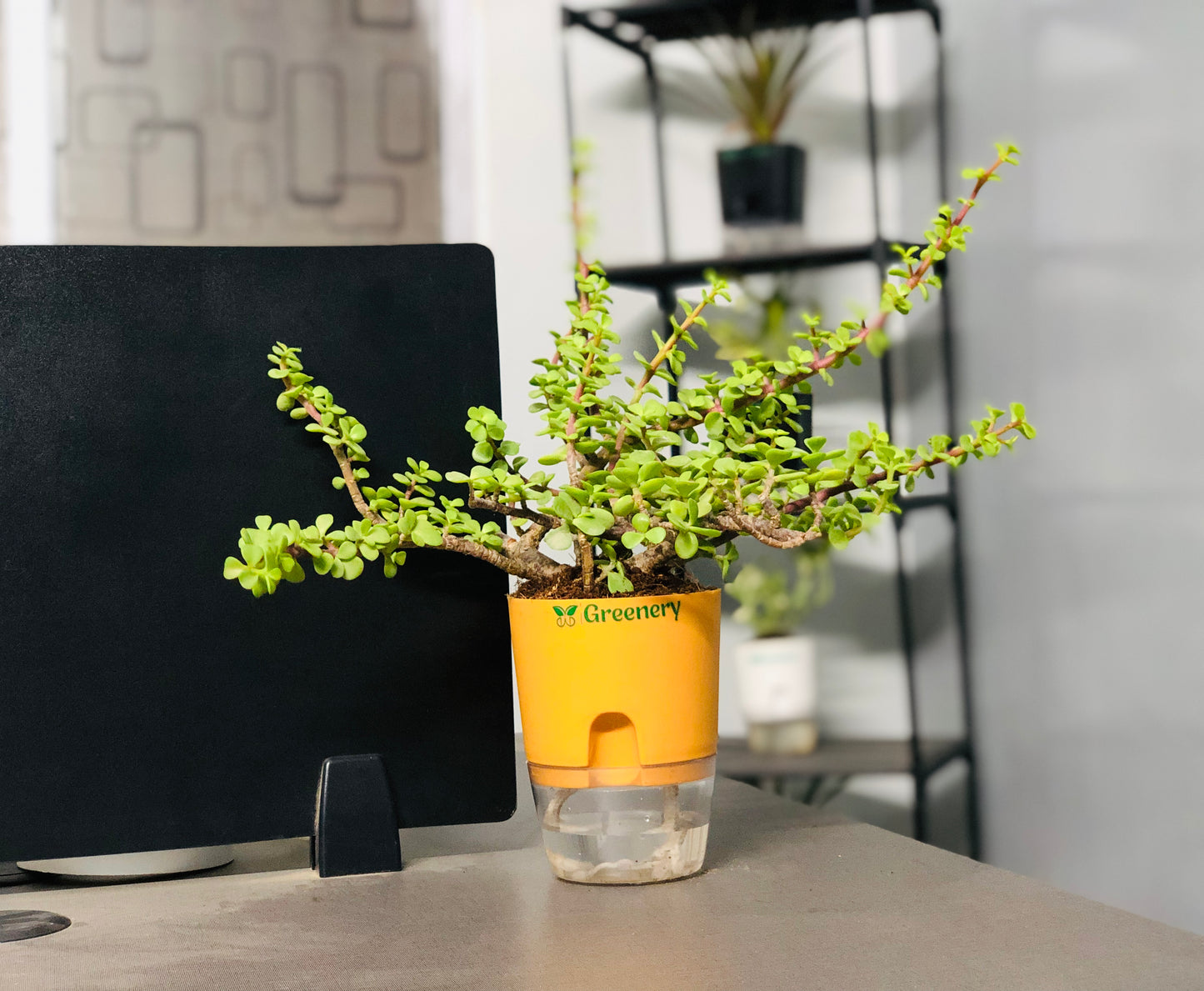 Jade Plant With Self Watering Pot: Lucky Plant