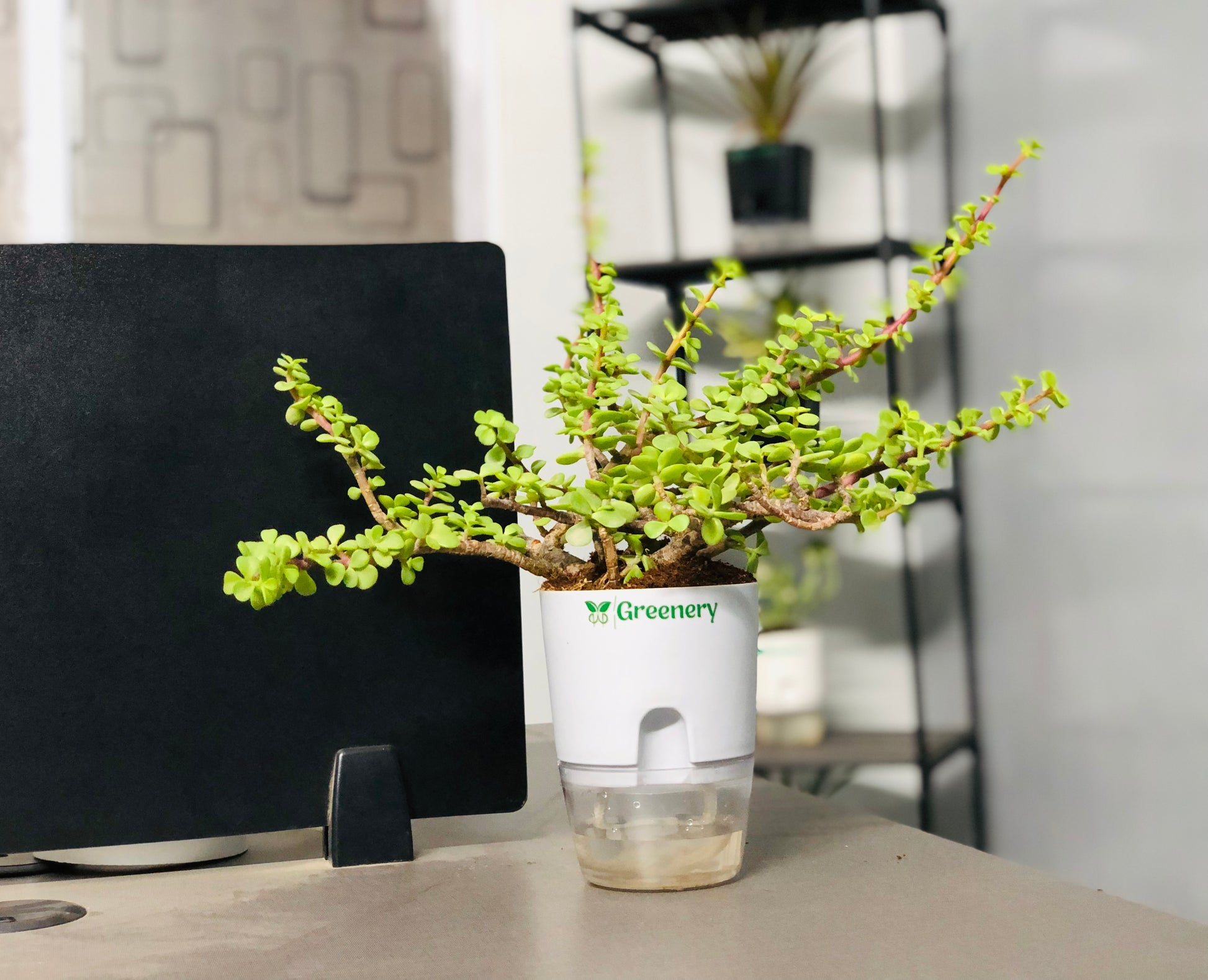 jade plant price in pakistan Jade Plant With Self Watering Pot: Lucky Plant – Greenery