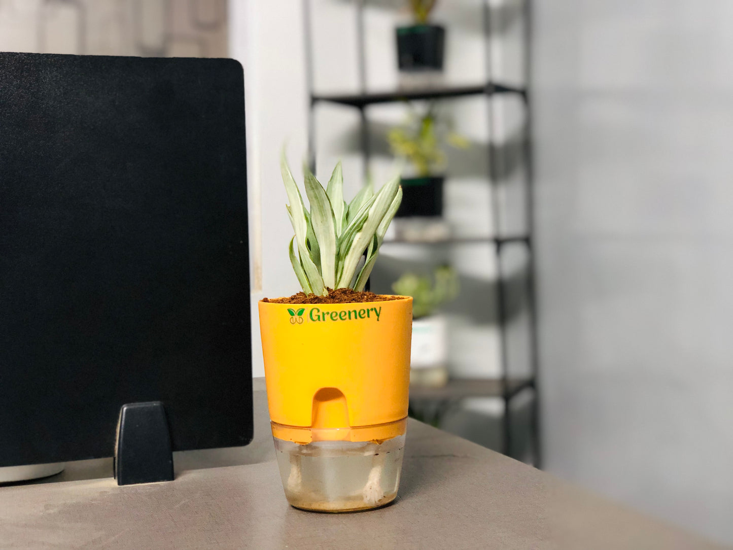 Agave Plant With Self Watering Pot