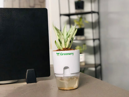 Agave Plant With Self Watering Pot