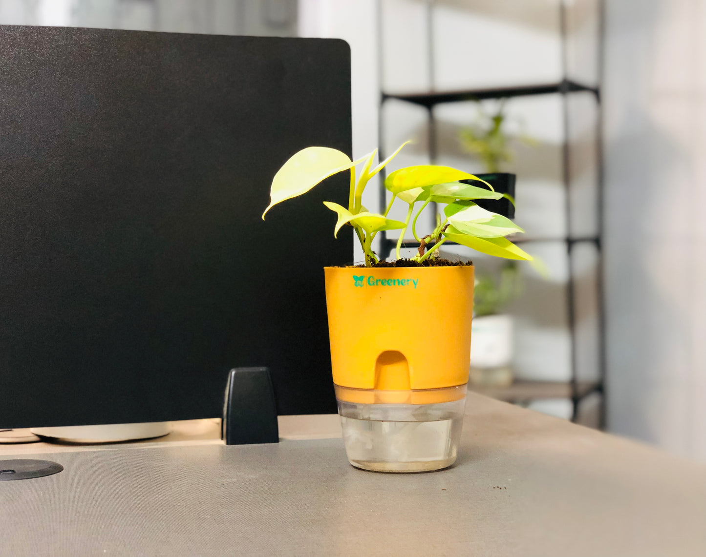 Golden Money Plant With Self Watering Pot