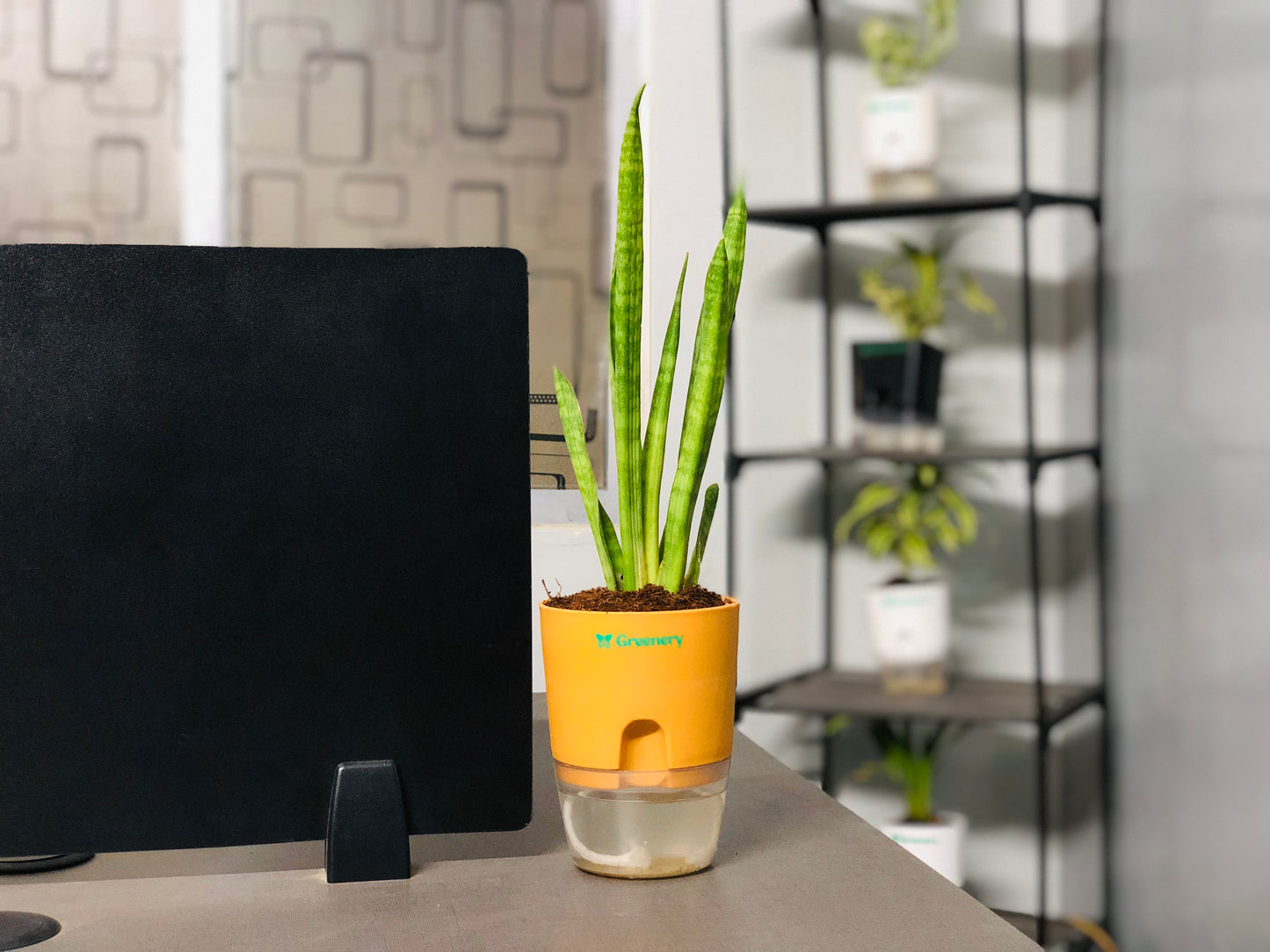 Sansevieria Dragon Claw With Self Watering Pot