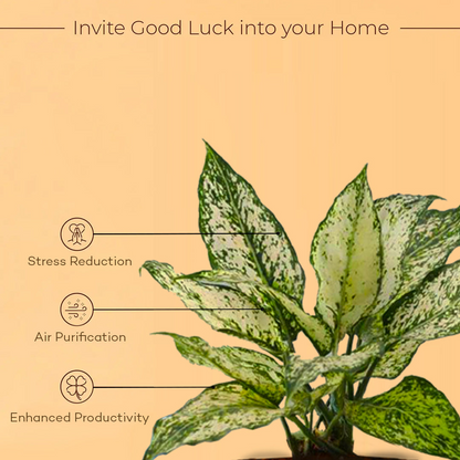 Aglaonema Chinese Evergreen Plant With Self Watering Pot