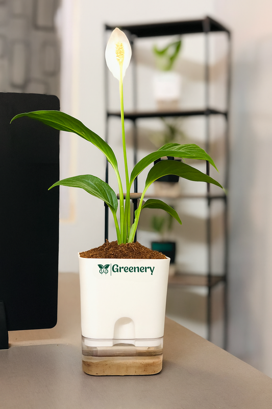 Peace Lily Plant With Self Watering Pot [Square]