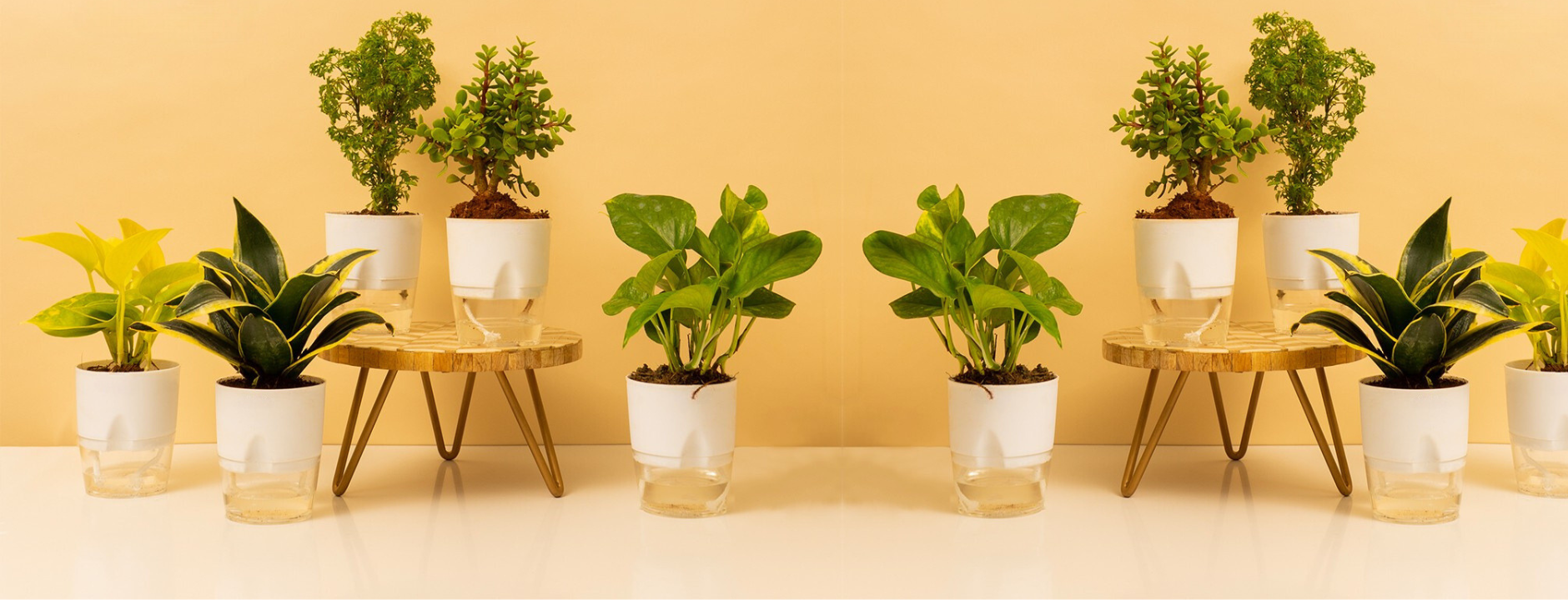 Greenery The House of Indoor Plants Pakistan 1 Indoor Plants