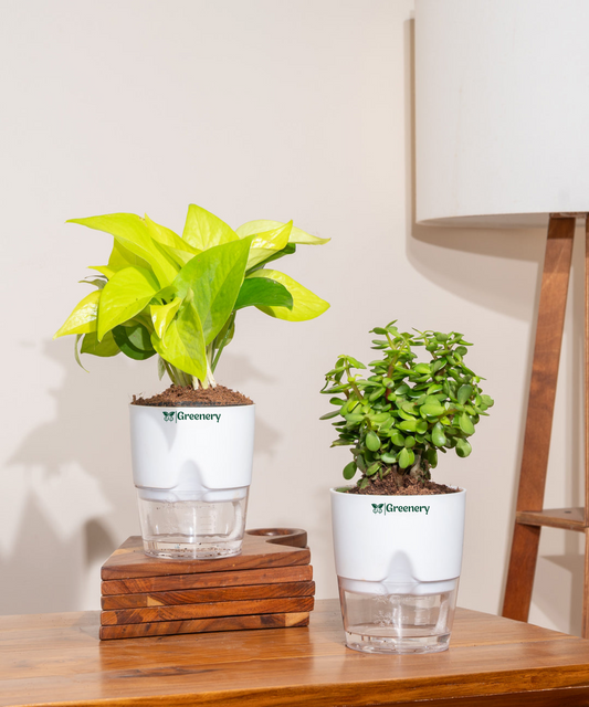 Set of 2 - Lucky Jade & Golden Money Plant