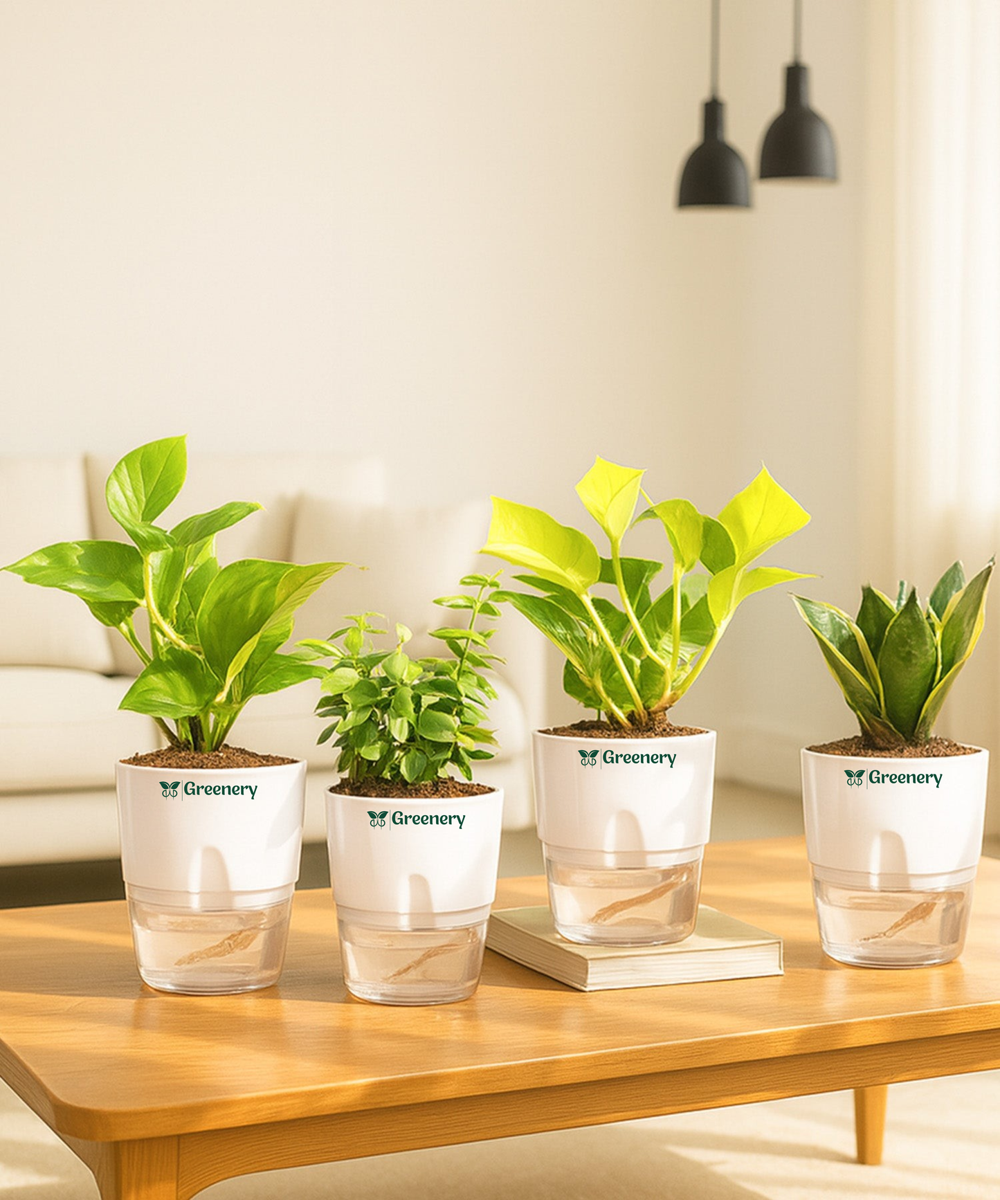 Set of 4 - Money Variegated, Golden Money, Snake, Jade Plants