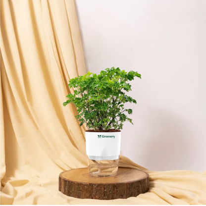 Aralia Green Plant With Self Watering Pot