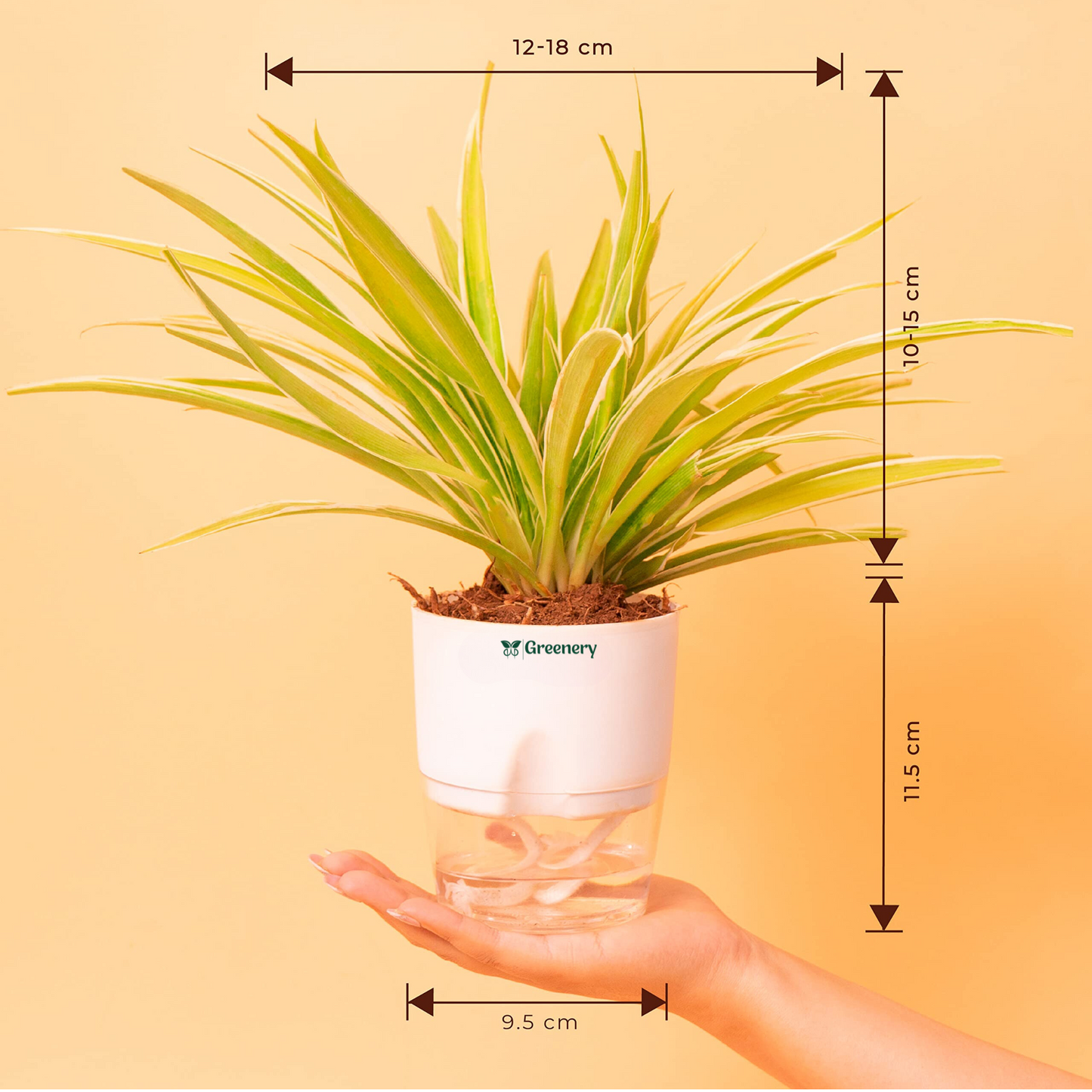 Spider Plant With Self Watering Pot