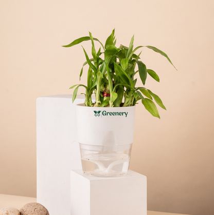 Bamboo 2 Layer Live Indoor Plant With Self Watering Pot