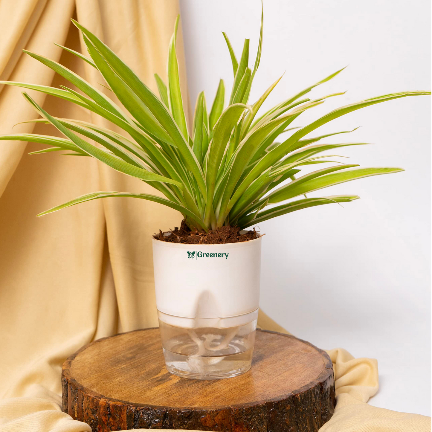Spider Plant With Self Watering Pot