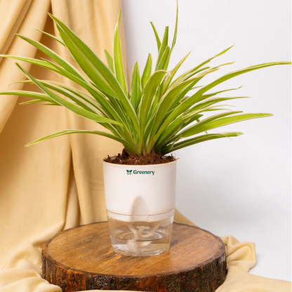 Spider Plant With Self Watering Pot
