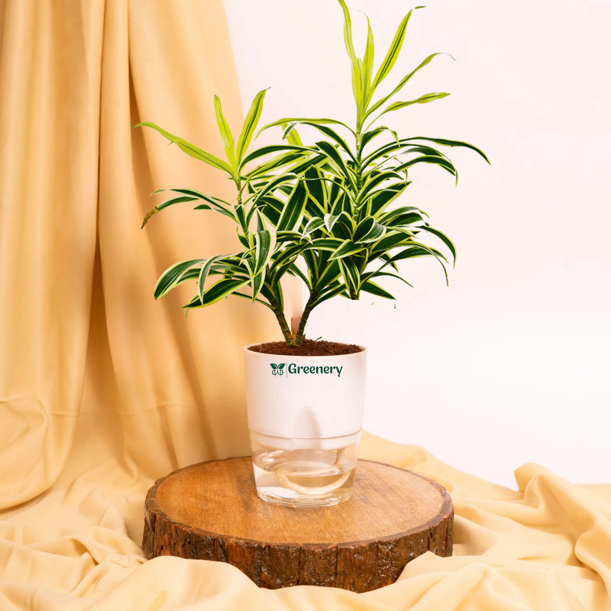 dracaena reflexa watering Dracaena reflexa (Song of India) Plant With Self Watering Pots – Greenery