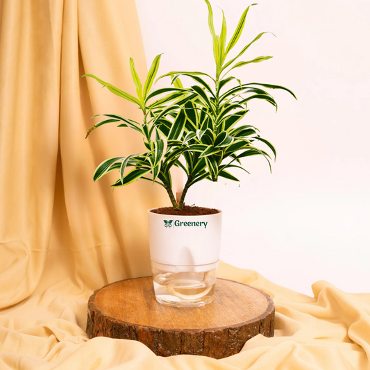 Dracaena reflexa (Song of India) Plant With Self Watering Pots