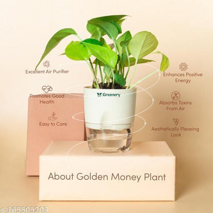 Money Plant With Self Watering Pot