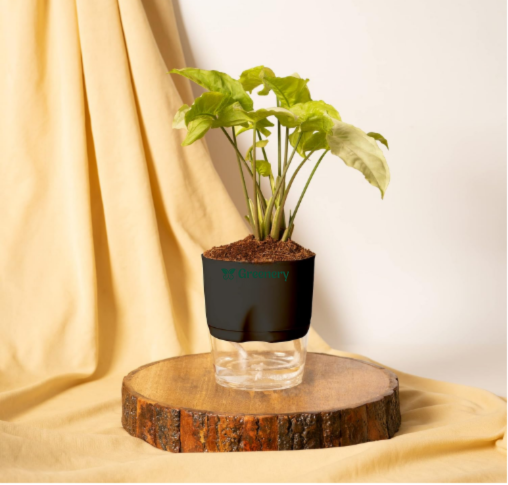 Syngonium Pixie White Butterfly With Self Watering Pot