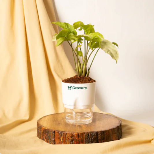 Syngonium Pixie White Butterfly With Self Watering Pot