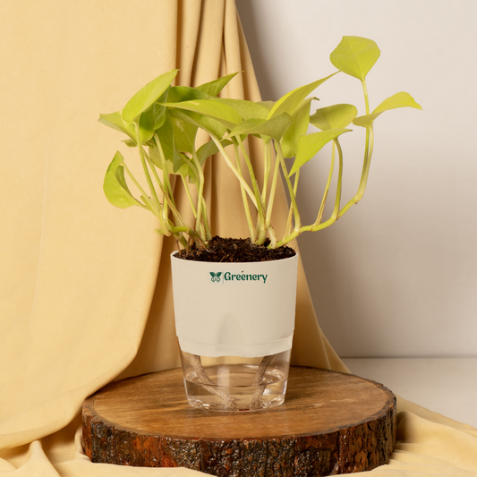 Golden Money Plant With Self Watering Pot