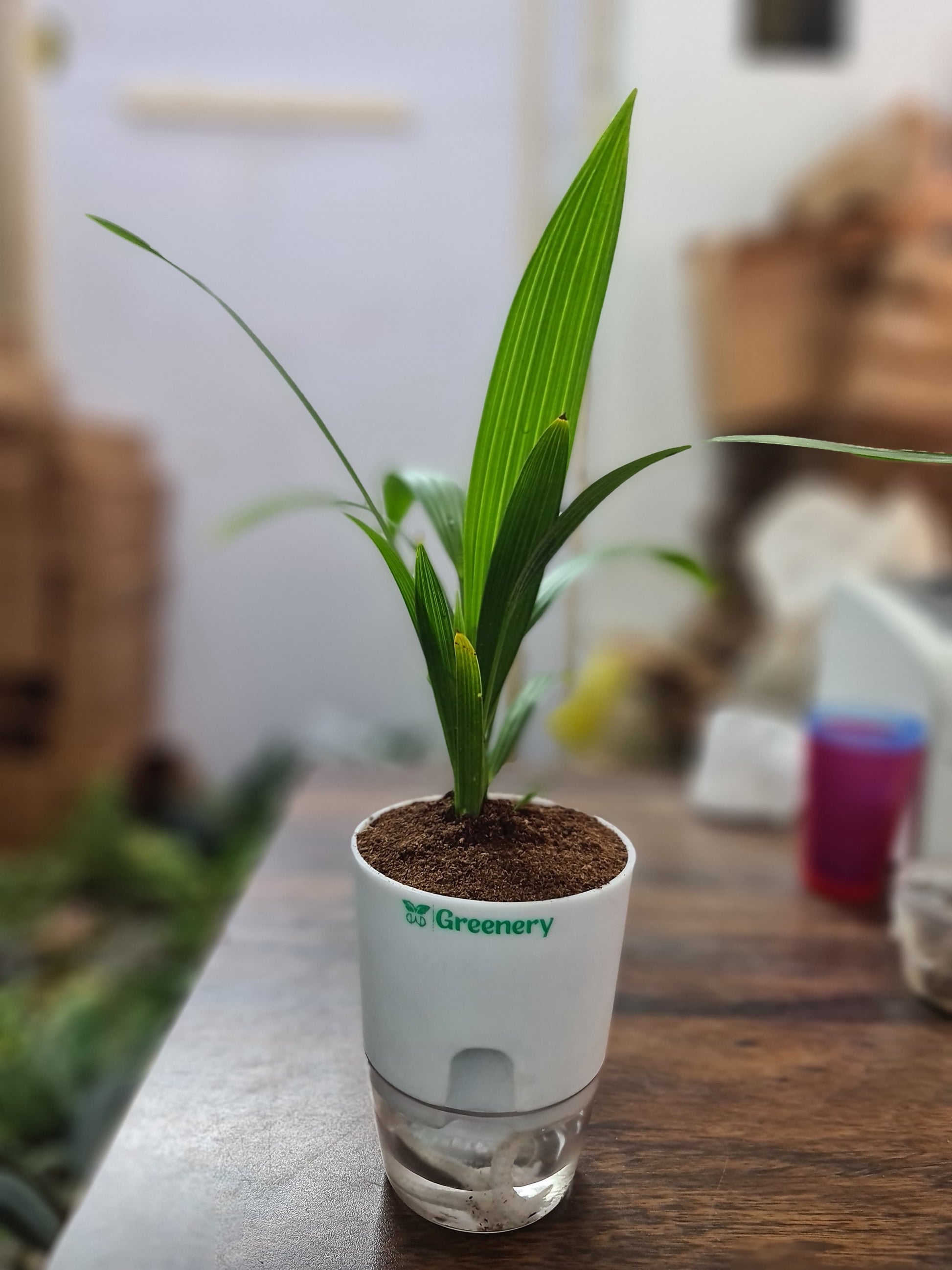 areca palm in pakistan Areca Palm Plant With Self-Watering Pot – Greenery