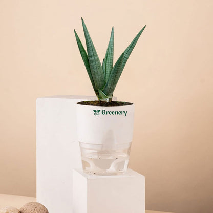 dragon claw succulent Sansevieria Dragon Claw With Self Watering Pot – Greenery