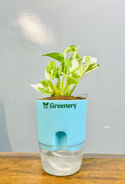 Money Plant N'Joy With Self Watering Pot