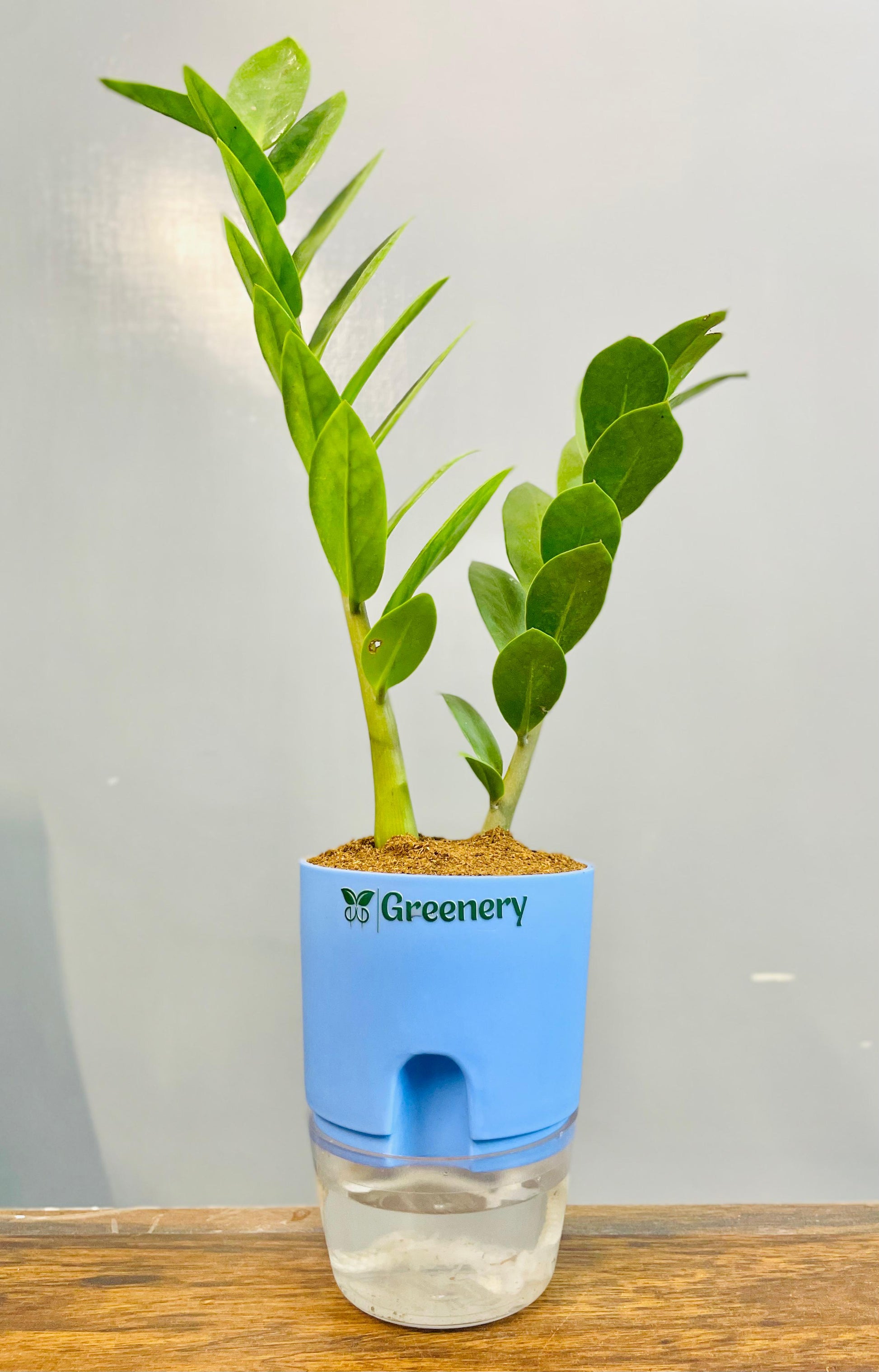 zz plant in pakistan Zamioculcas Zamiifolia-Zamia (ZZ) Plant With Self Watering Pot – Greenery