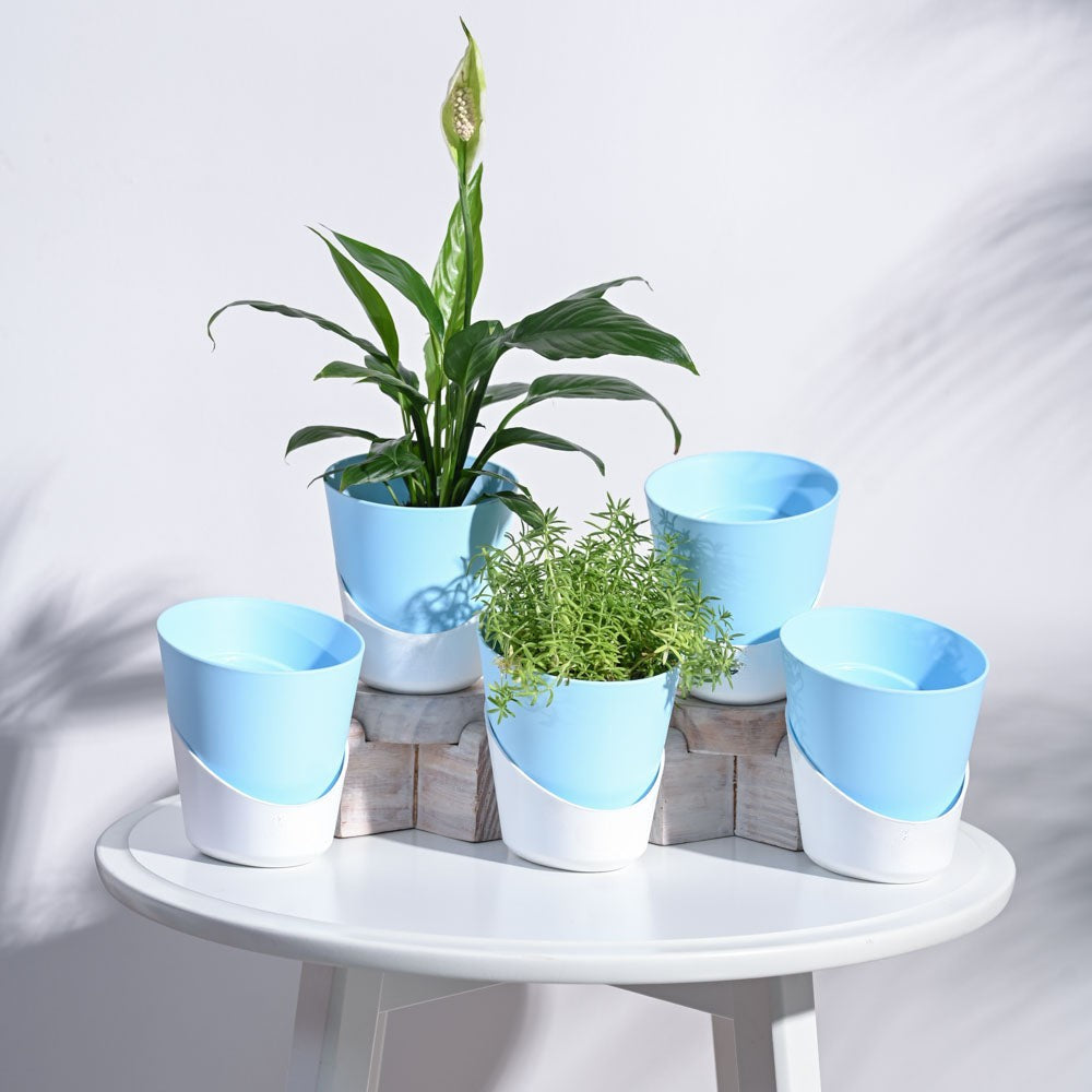 Set of 5 Atlantis Self Watering Pot (Without Plant)