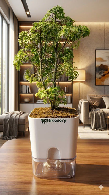 Aralia Green Plant With Self Watering Pot [Square]