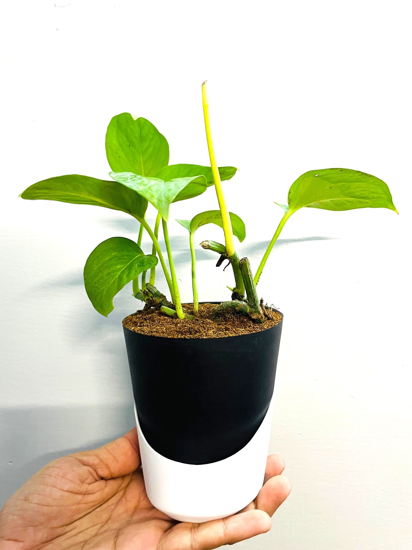 Money Plant with Atlantis Self-Watering Pot