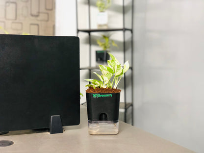 Money Plant N'Joy With Self Watering Pot [Square]