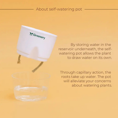 Spider Plant With Self Watering Pot