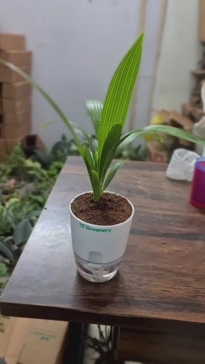 Areca Palm Plant With Self-Watering Pot