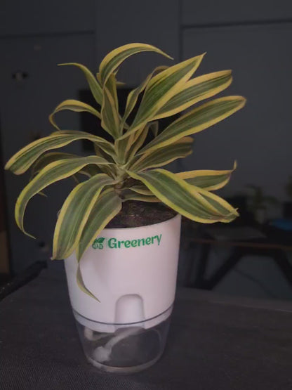 Dracaena reflexa (Song of India) Plant With Self Watering Pots