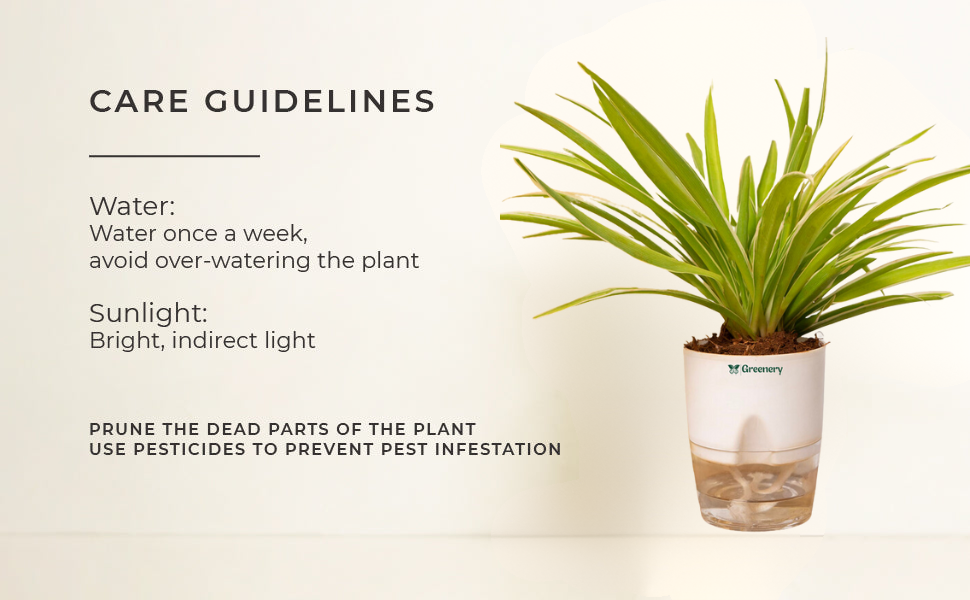 The complete guide to caring for spider plants - Gardening4Joy