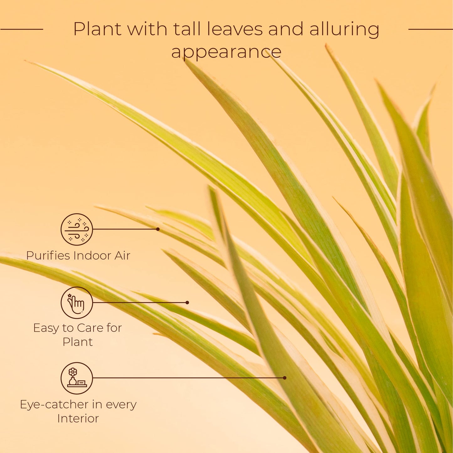 Spider Plant With Self Watering Pot